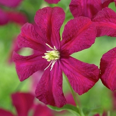 Клематис МАДАМ ДЖУЛИЯ КОРРЕВОН в Уфе