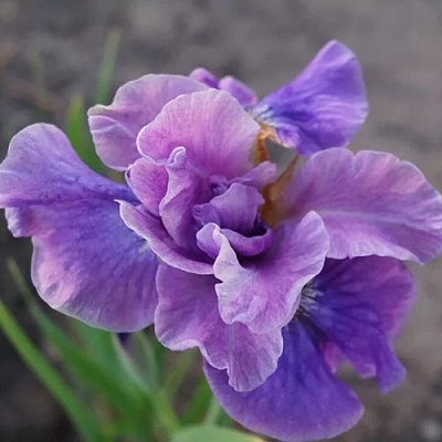 Ирис ХЭВИНГ ФАН сибирский в Уфе
