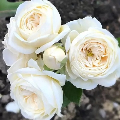Роза АРТЕМИС шраб в Уфе