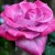 Роза ПАРАДИЗ чайно-гибридная  в Уфе