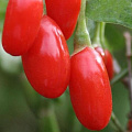 Годжи (чудо-ягода) Годжи (чудо-ягода) в Уфе
