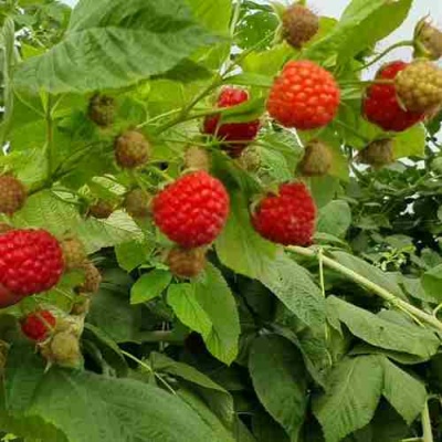 Малина КВЕЛЛИ в Уфе