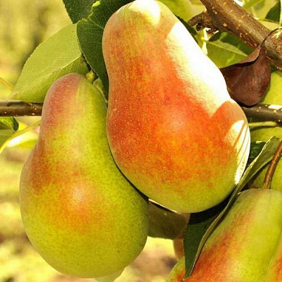 Красавица в Уфе