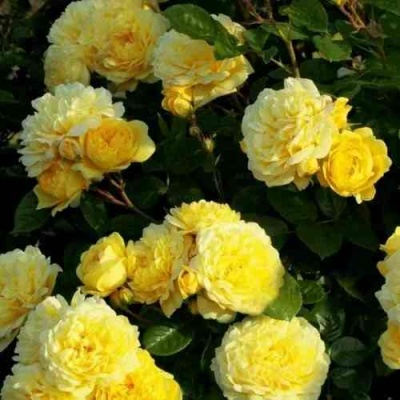 Роза АНИ ДЮПРЕЙ флорибунда в Уфе