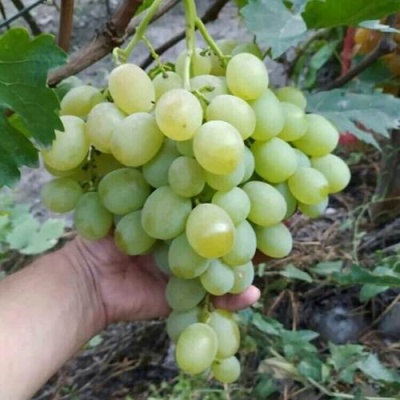 Виноград ВАНЮША в Уфе