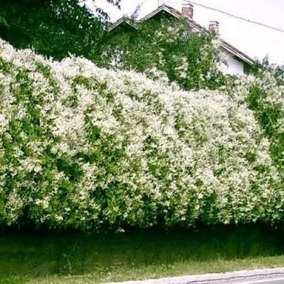 Фаллопия в Уфе