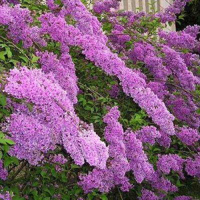 Сирень КИТАЙСКАЯ в Уфе