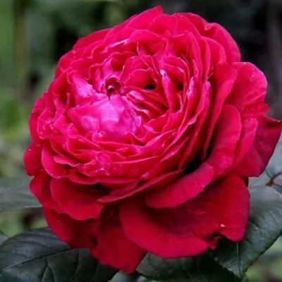 Роза 4 ВЕТРОВ флорибунда  в Уфе
