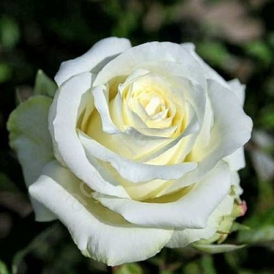 Роза АНАСТАСИЯ чайно-гибридная  в Уфе