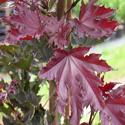 Клен КРИМСОН СЕНТРИ остролистный в Уфе