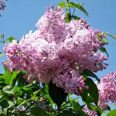 Сирень БУФФОН в Уфе