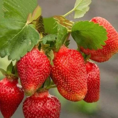 Клубника АЗИЯ в Уфе