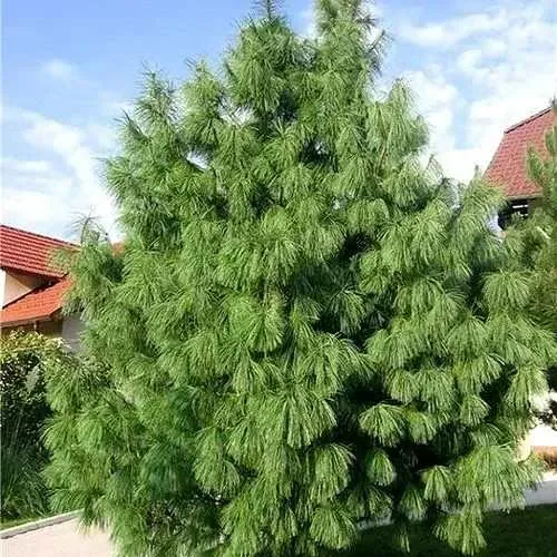 Сосна гриффита в Уфе