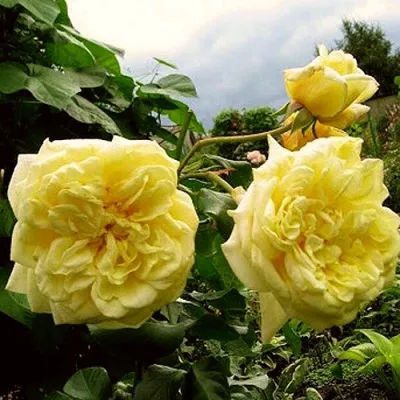 Плетистая роза «Казино» (28 фото): описание сорта, посадка и уход, отзывы дачников
