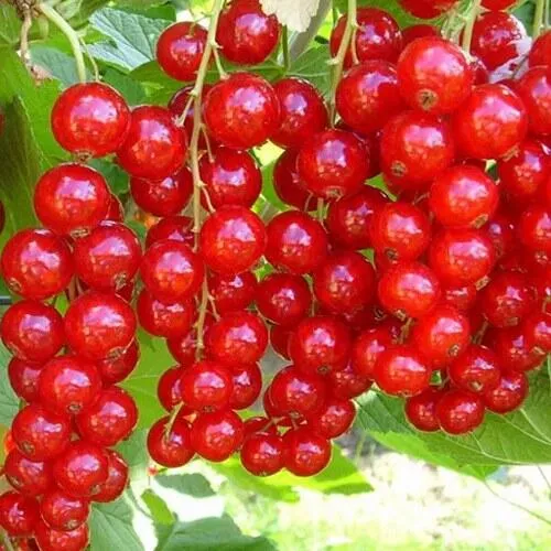Смородина красная ФЕРТОДИ в Уфе