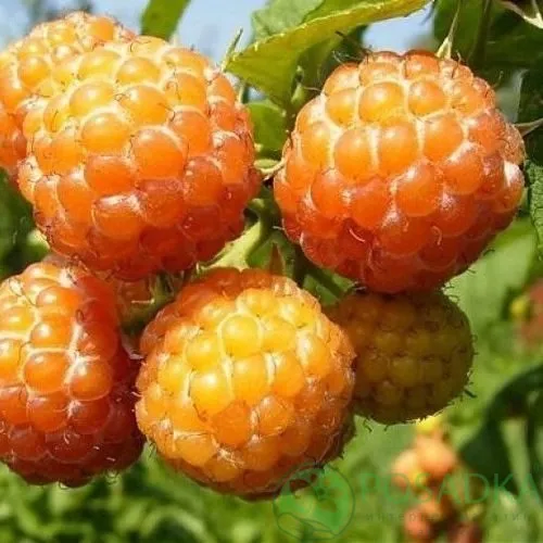 Малина КУМБЕРЛЕНД желтая в Уфе