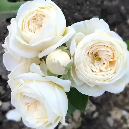 Роза АРТЕМИС шраб в Уфе